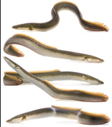 Live Eels