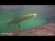 Hobie Mirage Drive GT V2 with Standard Kick Up Fins