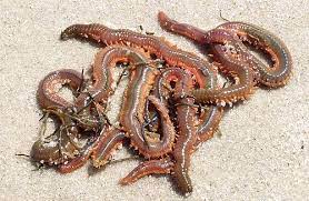 Live Sandworms